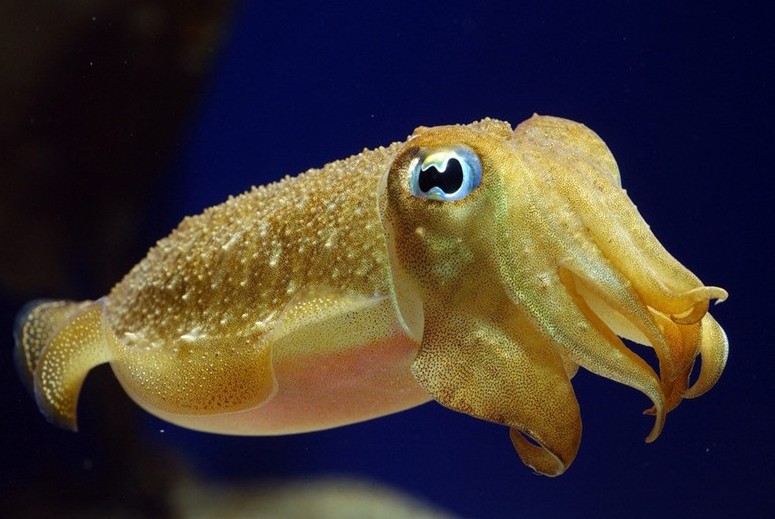 海洋生物