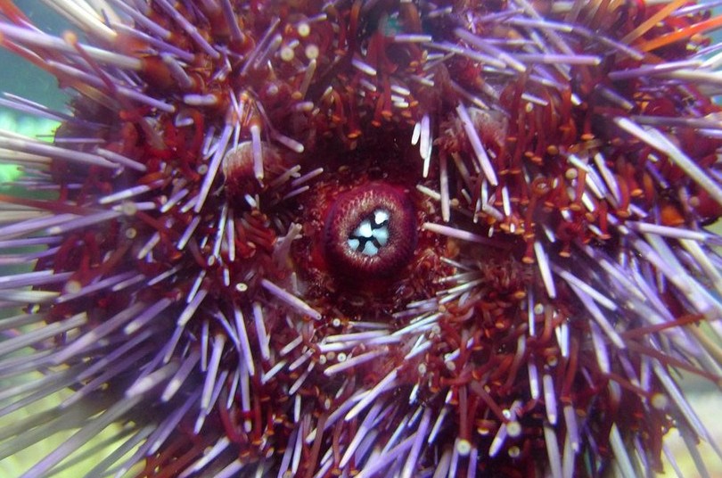 海洋生物