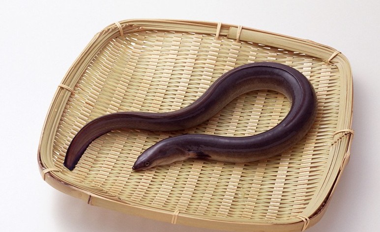 海洋生物