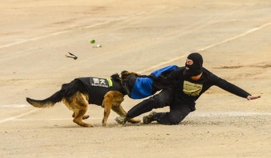 砍人“歹徒”被我警犬猛扑制服