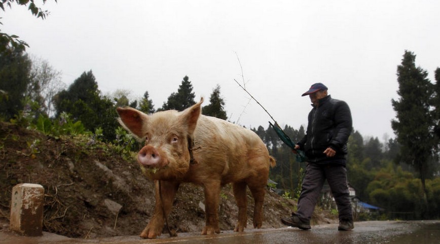重庆老人骑种猪遛街引老外关注
