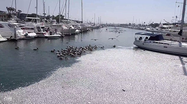 美国海湾现数万条死鱼 重超6000斤散恶臭