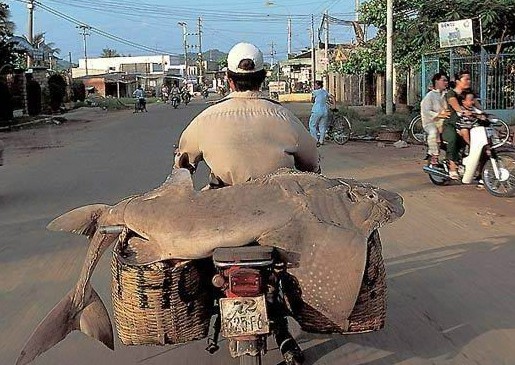 疯狂超载的摩托车