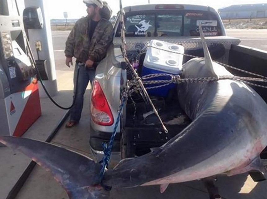 美国渔民捕获700斤重鲨鱼