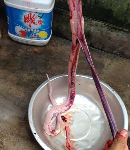 直播“屠龙”做龙凤汤 口味稍重