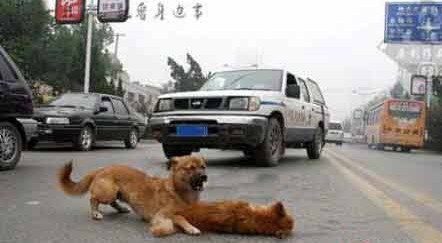 催泪图片 总有一张感动你