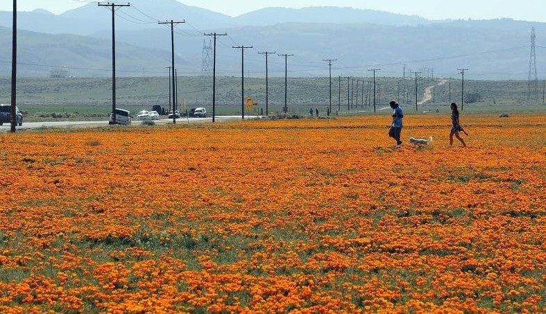 美国加州罂粟花盛放引游人驻足