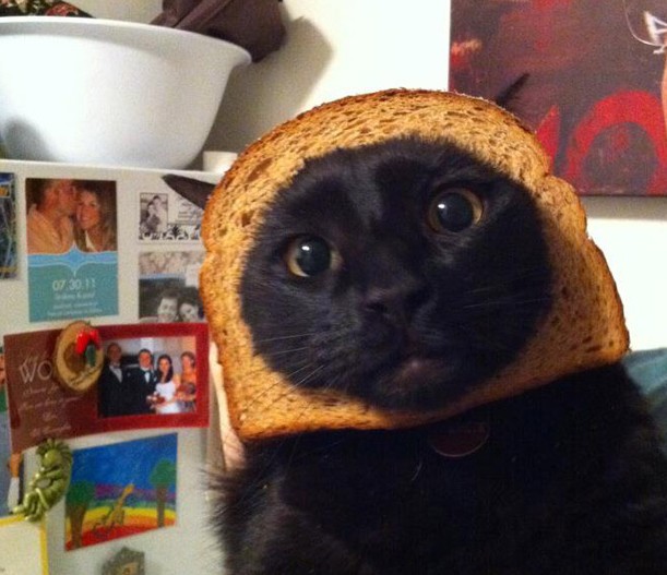 猫咪的休闲生活
