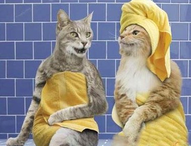 猫咪的休闲生活