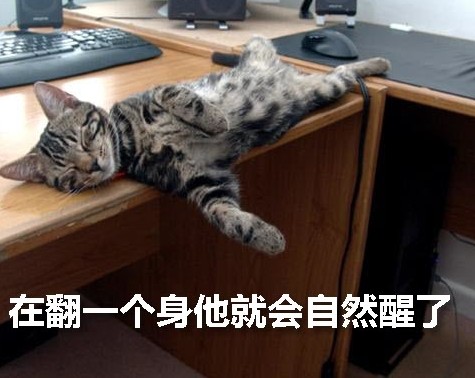 猫咪的休闲生活