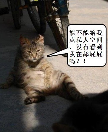 猫咪的休闲生活