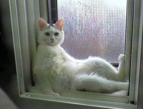 猫咪的休闲生活