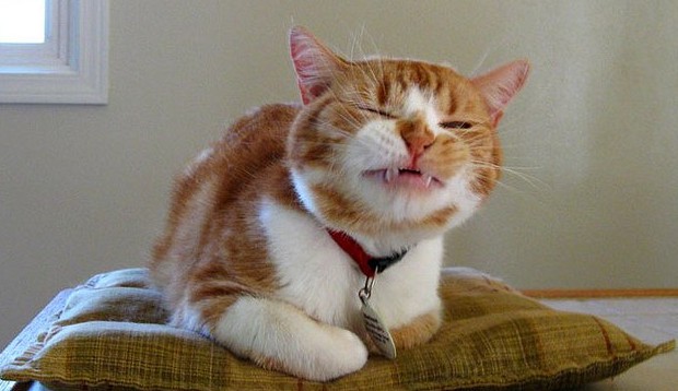 猫咪的休闲生活