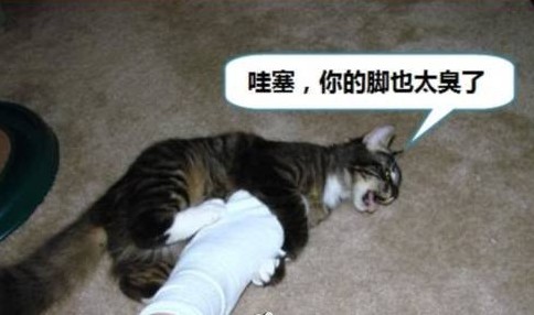 猫咪的休闲生活