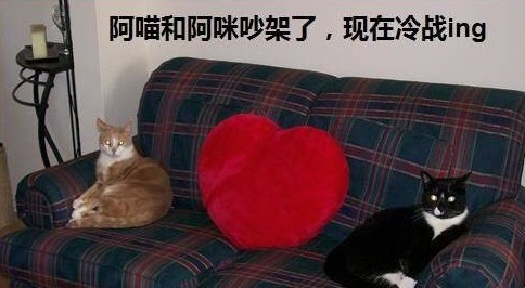 猫咪的休闲生活