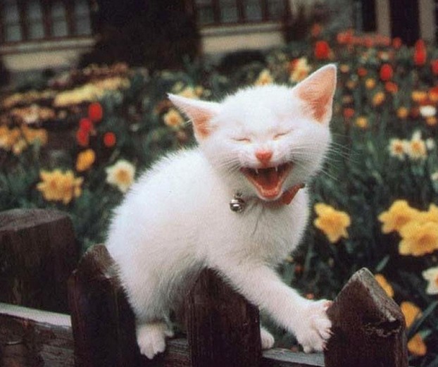 猫咪的休闲生活