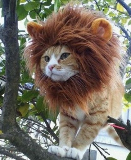 猫咪的休闲生活