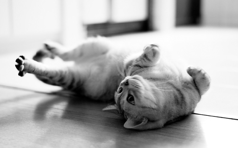 猫咪的休闲生活