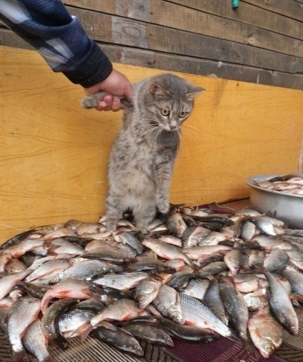 猫咪的休闲生活
