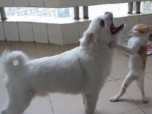 猫咪的休闲生活