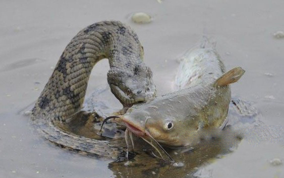 蟒蛇水中吃鱼