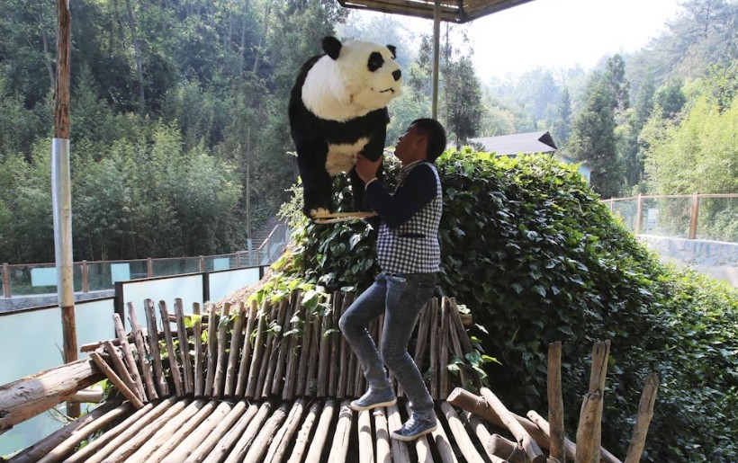 图为疑似情绪低落的大熊猫，动物园想办法希望它恢复正常。