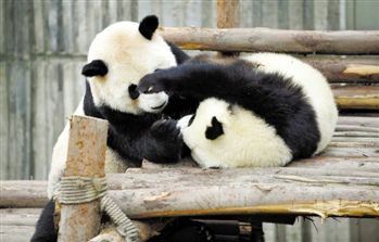 中国租借给马来西亚两只熊猫将于明日抵吉隆坡